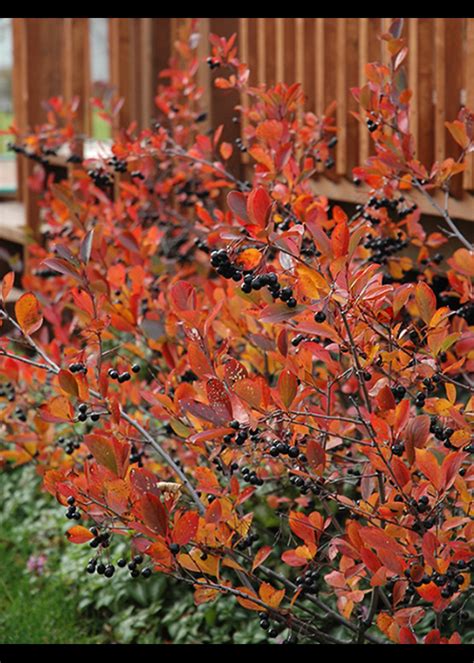 Aronia melanocarpa autumnal spell